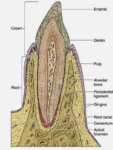 radicis dentis, Na hrotu kořene otvorem - foramen apicis radicis dentis