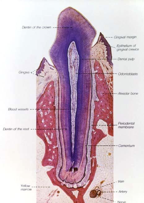 Zub (dens) TERMINOLOGIE: gingiva Dentes decidui (lactei) - 20 Dentes permanentes 28-32 Corona dentis (korunka) Collum (krček) Radix (kořen) 1-3 Cavum et canalis radicis dentis