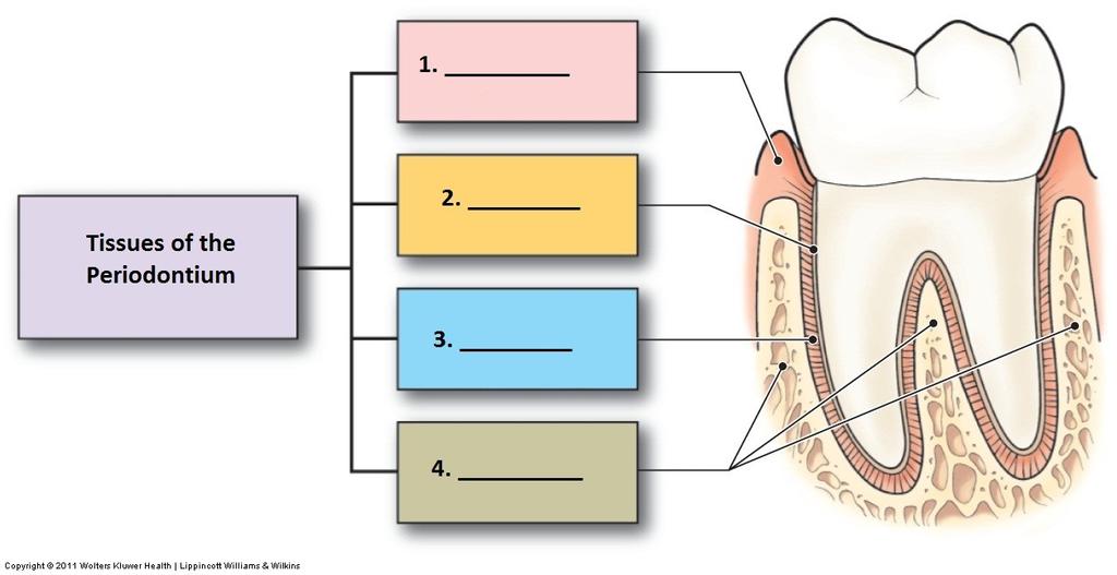 periodont (3) závěsný aparát (2+3+4)