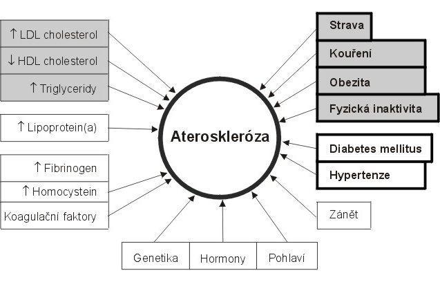 2.1.3. Rizikové faktory aterosklerózy Obr. 6: (https://www.zdravcentra.sk/zc/imgsk/onlineknihovna/pml_ateroskleroza.jpg) Ateroskleróza je multifaktoriální onemocnění.