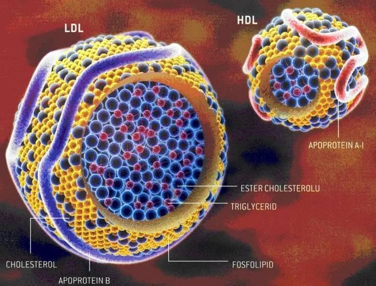 Bližší charakteristika nejvýznamnějších rizikových faktorů a ukazatelů aterosklerózy Hyperlipidémie, krevní lipidy Jednu z nejdůleţitějších rolí mají LDL a HDL částice (viz obr. 7).