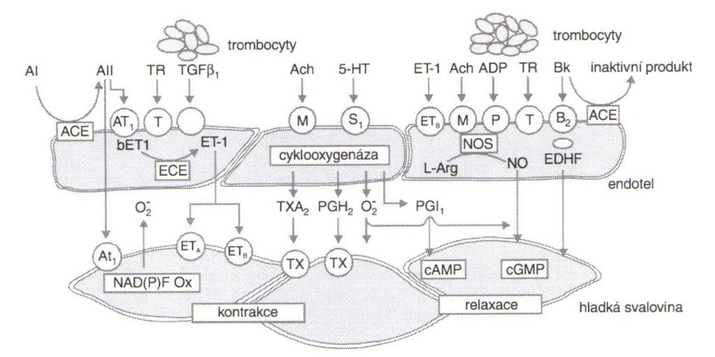 mechanismy. Prostup krevních elementů leukocytů je realizován za pomoci vazoadhezivních molekul, kterých endotel na svém povrchu exprimuje celou řadu (Eselektin, ICAM-1, VCAM-1, PECAM-1) [21