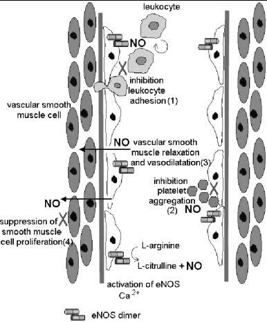 dvou funkčních skupin. První skupina se, skládá se z endoteliální NOS (enos) a nervové NOS (nnos).