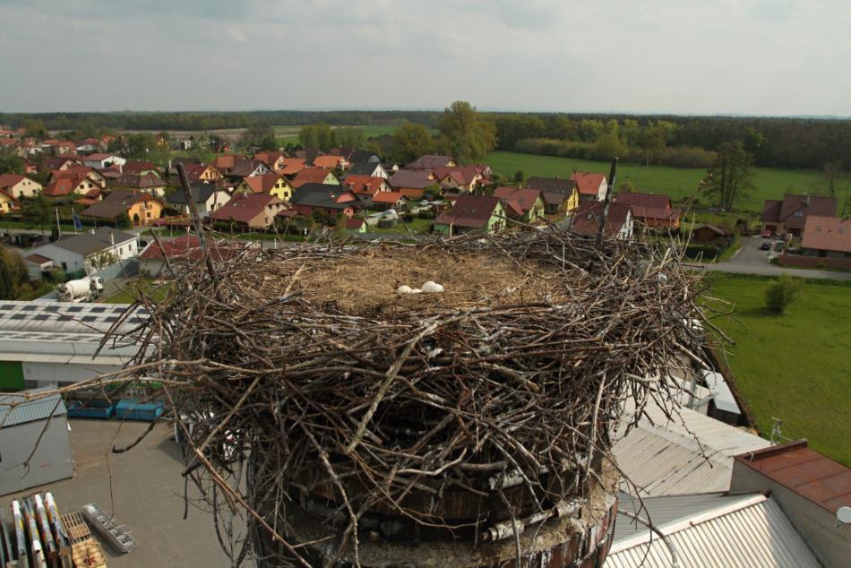 Tragický osud čápů Tragický osud potkal čapí pár z Hořátve. Samec při vzletu z hnízda narazil do nedaleké haly a na následky zranění uhynul. Samice zůstala sama na hnízdě a vajíčka zahřívala.