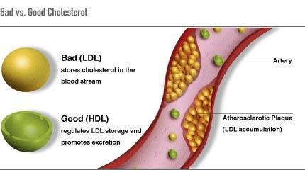 Cholesterol Je nezbytný pro stavbu buněčných membrán, tvorbu steroidních hormonů, žlučových kyselin a vitaminu D 3.