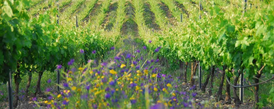 ROZLÉVANÉ italské víno CHARDONNAY vinařství COLFERAI (Veneto) Kvalitní, lehké a lahodné víno ze Severní Itálie s tóny květin, ovoce a meruněk, s nižším obsahem kyselinek.