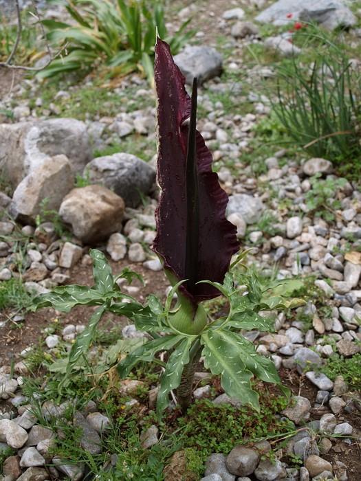 1900 druhů Převážně tropy, Arum a Calla