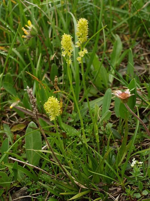 Monocots ALISMATALES Tofieldiaceae