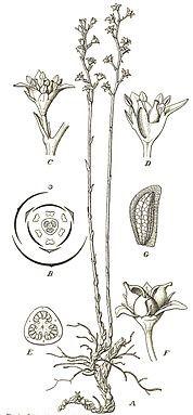 MONOCOTS Petrosaviales 1 čeleď, 2 rody, 4