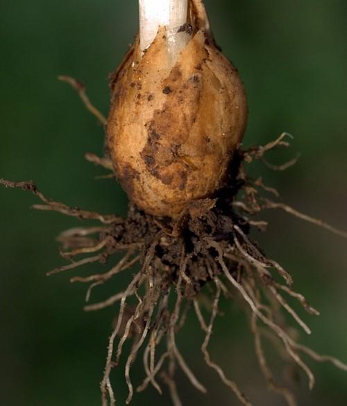 je (kromě doby kvetení) obvykle uložen pod/na povrchu půdy listové pochvy podporují