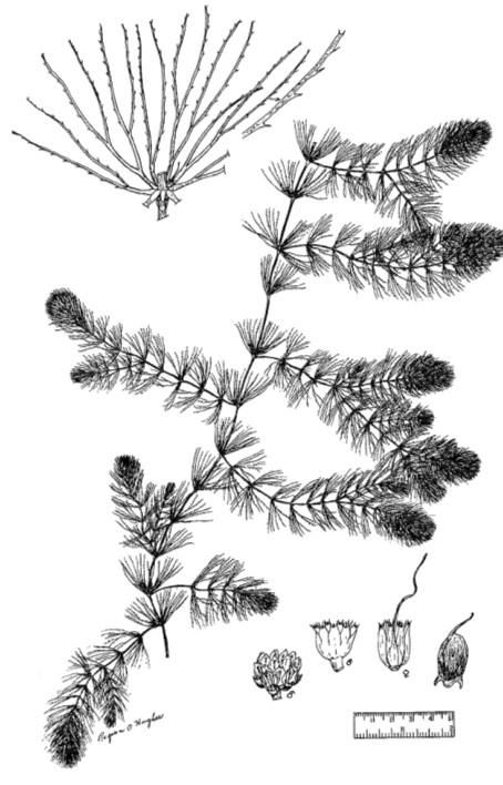 Jednoděložné rostliny Akvatická teorie vzniku: morfologie a anatomie jednoděložných připomíná