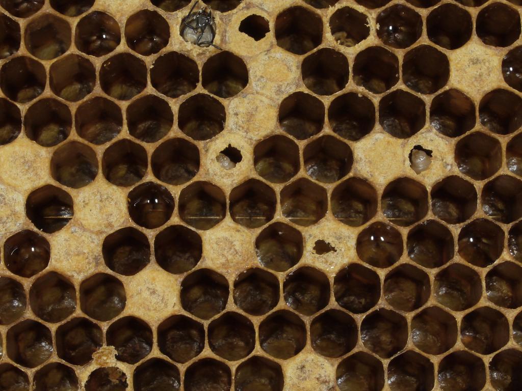 28 Obr. 10 Virová nákaza plodu na plástu (foto D. Titěra) Virová nákaza včelího plodu byla popsána Whitem v roce 1917 a v Česku Kitzbergerem a Rytířem v roce 1926.