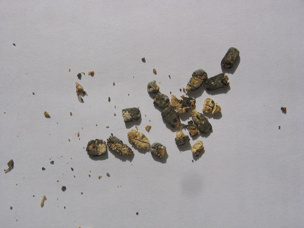 Obr. 12 Mumie zvápenatění ze dna úlu (foto D. Titěra) Další problémy Poškozený plod může způsobit i silná varroáza. V tom případě se v buňkách najdou i dospělí roztoči Varroa a jejich vývojová stádia.