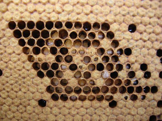 Obr. 19 Test čistícího chování včel na ploše uměle poškozených kukel (foto D.