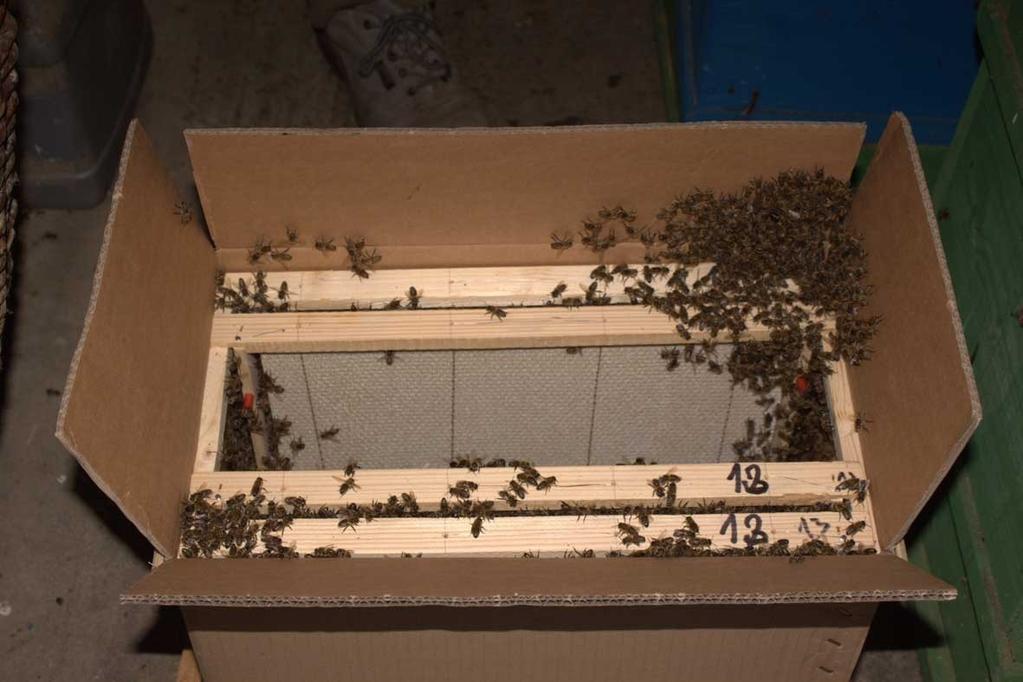 74 Obr. 21 Smetení včelstva do nové kartonové krabice (foto M. Kamler) Podání těsta nebo cukerného roztoku Včelstvo po přemetení musí mít dostatek glycidů, aby včely vystavěly nové voskové dílo.