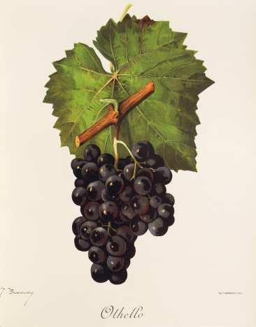 3.3.2 Othello Původ odrůdy: Odrůda byla vyšlechtěna v Ontariu v Severní Americe Ch. Arnoldem, křížením odrůdy Clinton (Vitis riparia Michx. x Vitis labrusca L.