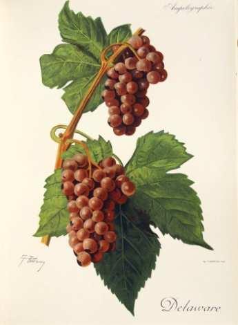 3.3.3 Delaware Původ odrůdy: Odrůda vznikla pravděpodobně křížením botanických druhů Vitis labrusca L. a Vitis aestivalis Michx., prvotně objevená v New Jersey.