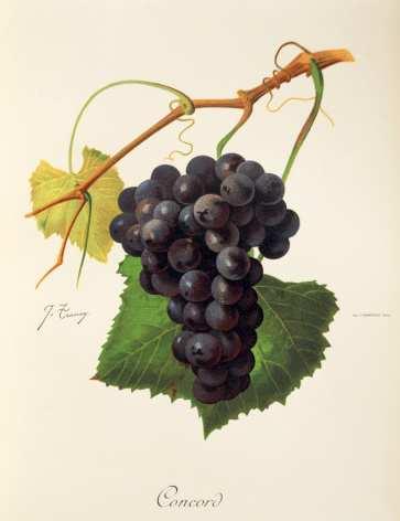 3.3.4 Concord Původ odrůdy: Jedná se o semenáč botanického druhu Vitis Labrusca L., který vyšlechtil roku 1849 Efraim Wales Bull v Concordu (Massachusetts).