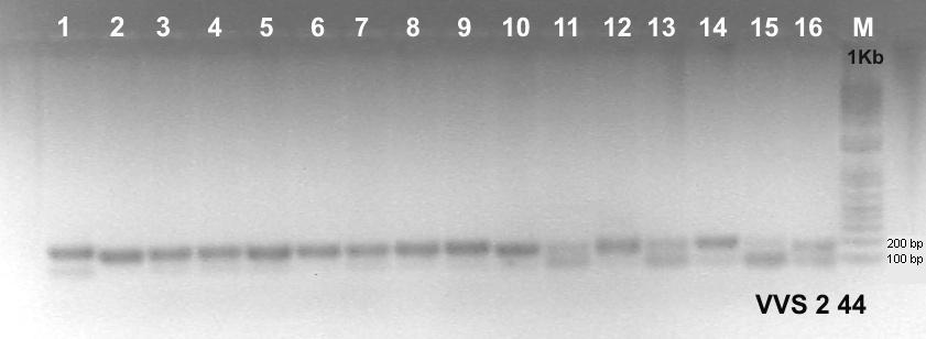 Čísla 1 až 16 označují čísla jednotlivých vzorků, písmeno M pak velikostní standard 1Kb (Invitrogen). V pravém dolním rohu je uvedeno jméno primeru a použitá teplota. Obrázek 3.