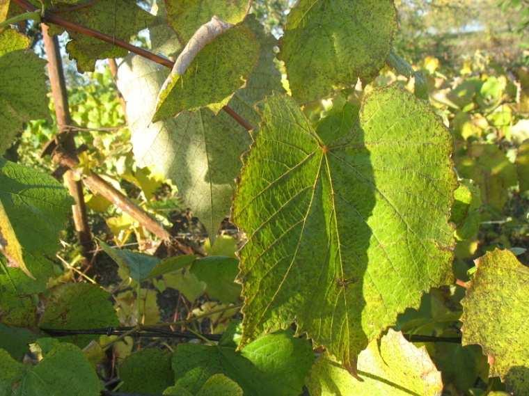 11) jsou porovnány listy vzorků (zleva): neznámý genotyp ze Zaječí, odrůda Noah identifikovaná metodou SSR a odrůda Chardonnay z kolekce Zahradnické fakulty Mendelovy univerzity v Lednici.