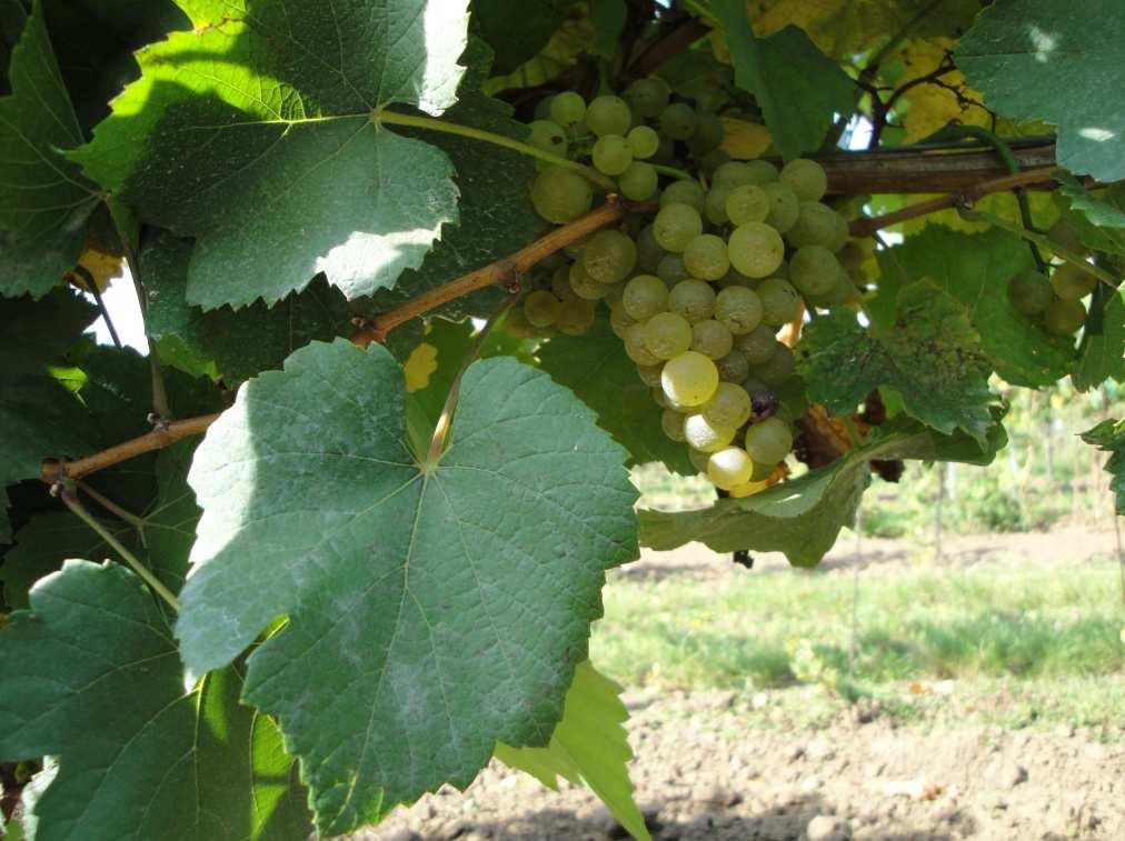 Na základě dendrogramu jsou si neznámé genotypy ze Zaječí geneticky mnohem podobnější s odrůdou Chardonnay, i když ve fenotypovém projevu se vzhled keře blíží spíše k Chorvátům.