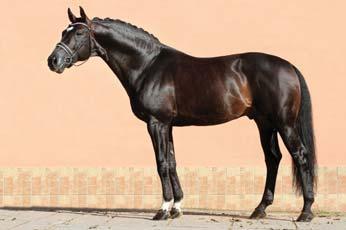 Vybraný starší hřebec BABYLON VAN LANGE WEEREN po Rhodium Druhý hřebec 2015 TARZAN po Libero H, kterému byl udělen výběr pro PKH ČT Horoměřice. Míry koně jsou 180, 171, 197, 22,8.
