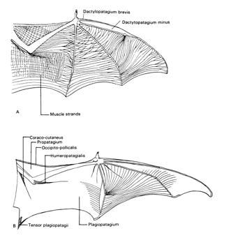 létací blány a vis hlavou dolů) crista sterni; posteriorní výběžky