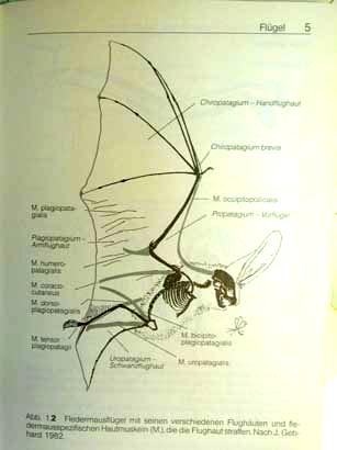 redukce praemaxilly) baculum; chybí caecum; heterothermie;