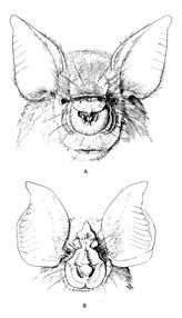 Hipposideridae pavrápenci 9 rodů, 81 druhů Paleotropy