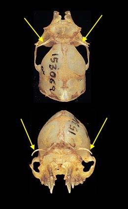 palatální větve; postorbitalní processy frontalií insectivorní; chrup 1
