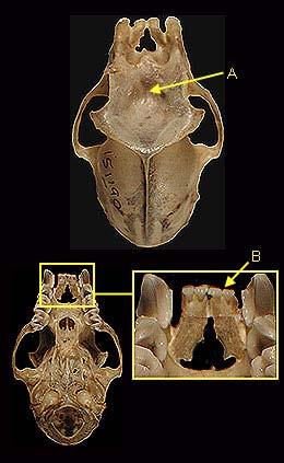 volné části uropatagia velké a široké uši, tragus