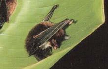 ) malí netopýři; 34 52+25 33 mm, At 27 38 mm, 3 5 g Thyroptera discifera