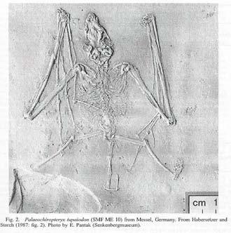 Palaeochiropteryx tupaiodon, E eocen, Francie Chiroptera systematika (molekulární znaky) Yinpterochiroptera Pteropodoidea Pteropodidae Starý svět Rhinolophoidea Rhinopomatidae Starý svět