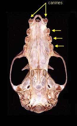 Archaeopodinae [1]