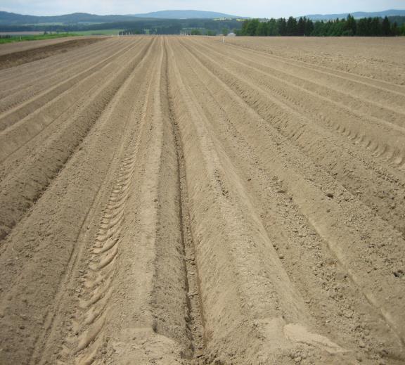 Hnojení minerálními N hnojivy u brambor Půdní podmínky - promyvné půdy - svažité pozemky Promísení hnojiva do půdy