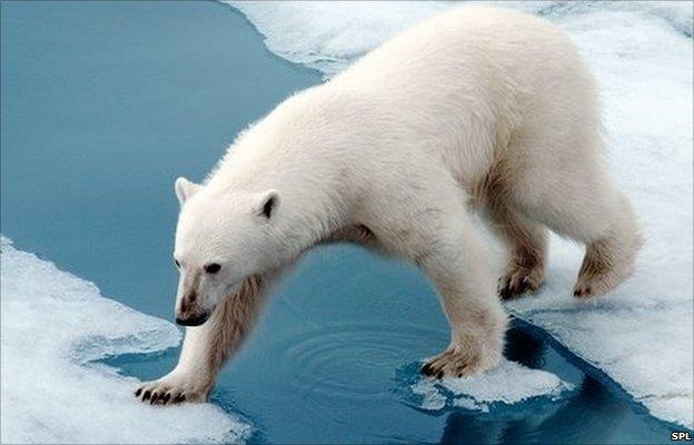 Ohrožení polárních ekosystémů