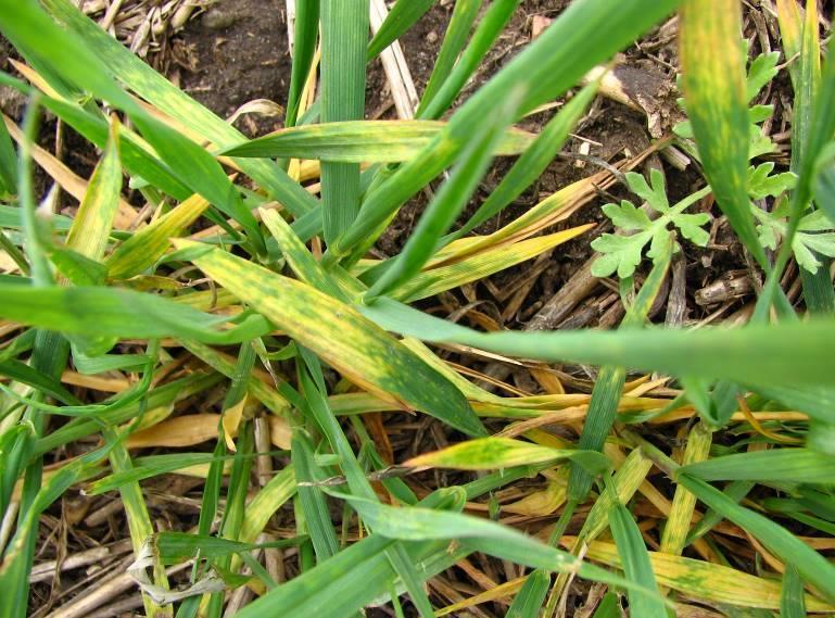 Míra retardace růstu způsobená BYDV je silně závislá na stáří rostliny v době infekce, druhu rostlině, odrůdě a jiných vlivech.
