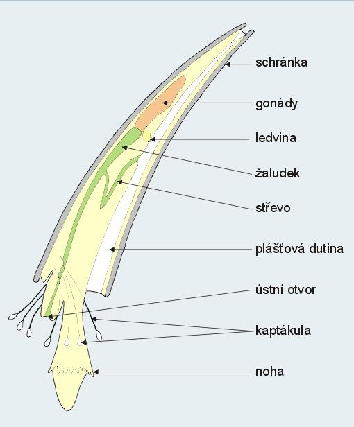 (třída) Scaphopoda - kelnatky - Zahrabáni v bahně.