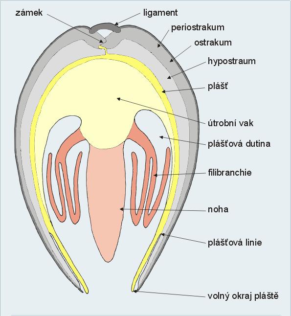 (třída) Bivalvia - mlži - totální redukce