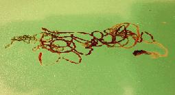 Pogonophora vláknonošci (=bradatice) - pokládáni za samostatný kmen trojdílných tvorů blízko druhoústých - dnes poklesli na pouhou ČELEĎ (Siboglinidae) - dlouhý nedělený oddíl s pohlavními žlázami,