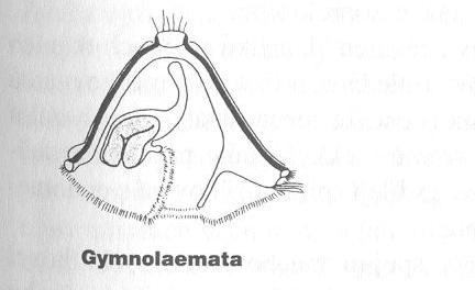 2 základní skupiny Gymnolaemata