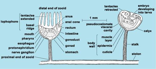 (kmen) MECHOVNATCI - ENTOPROCTA Tradičněřazeni do Bryozoa (Mechovci), ten však je