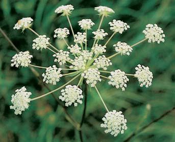 âeskobudûjovicko Prasetník plamat (Trommsdorffia maculata). 2 Hlad prusk (Laserpitium prutenicum). 3 Ostfiice pfiíbuzná (Carex appropinquata). 2 3 pfievládá líska obecná (Corylus avellana).