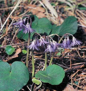 CHKO Blansk les V severní ãásti CHKO roste napfi. bazanovec kytkokvût (Naumburgia thyrsiflora), v ivec ladní (Pedicularis sylvatica) a ÏluÈucha lesklá (Thalictrum lucidum).