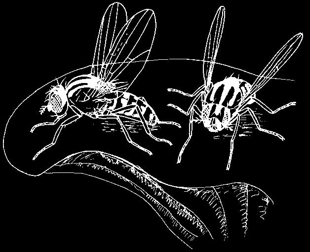 CHKO Blansk les rejsec vodní (Neomys fodiens), r. ãern (N. anomalus) a my ka drobná (Micromys minutus). V potoku Borová je nepfiíli naru ená limnofauna, napfi.