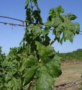 poškození porostů  - U silně poškozených keřů jsou menší, převážně dolů svinuté čepele