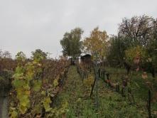 2. Strážnice Zemědělské pozemky vinice, sad o výměře 5 665 m 2, bez inženýrských sítí.