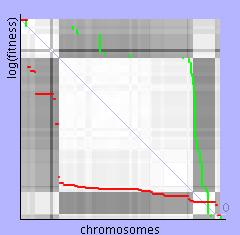 Průběh je v prvních generacích stejný. Opět vznikají různé druhy chromosomů, které postupně zvětšují svůj počet.