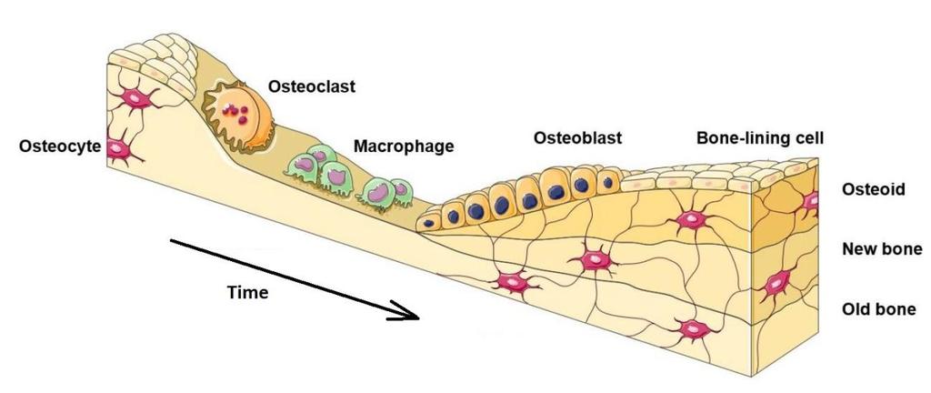 3.2. Remodelace kosti K remodelaci kostní tkáně dochází neustále a je řízena zpětnou vazbou organismu.