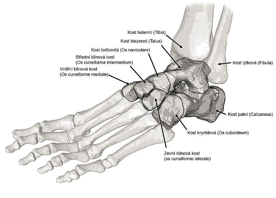 loďkovitá (připojená vpředu k talu), calcaneus kost patní, (zdola přikloubená k talu a posunutá fibulární), ossa cuneiformia (os cuneiforme mediale, intermedium, laterale) tři kosti klínové v přední